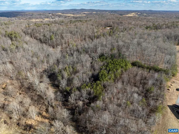 a view of a forest with a dry yard