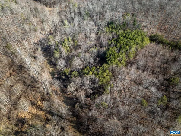 a view of a forest with trees in the background