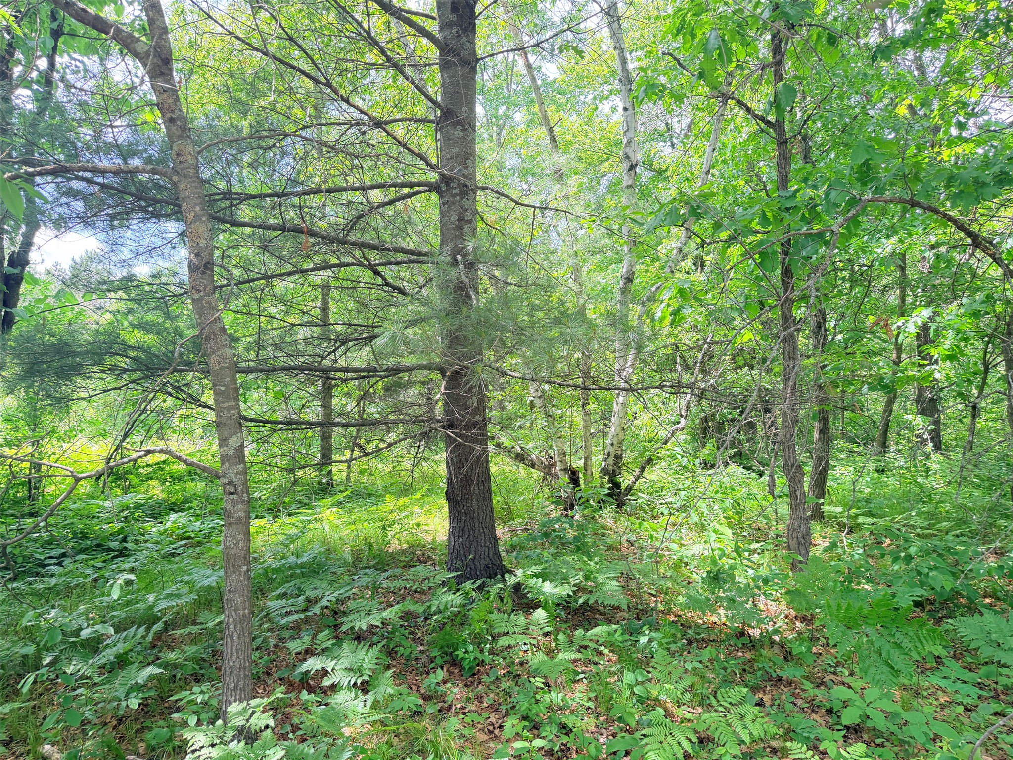 0 Peterson Road Ladysmith, WI 54848 - Photo 19 of 19