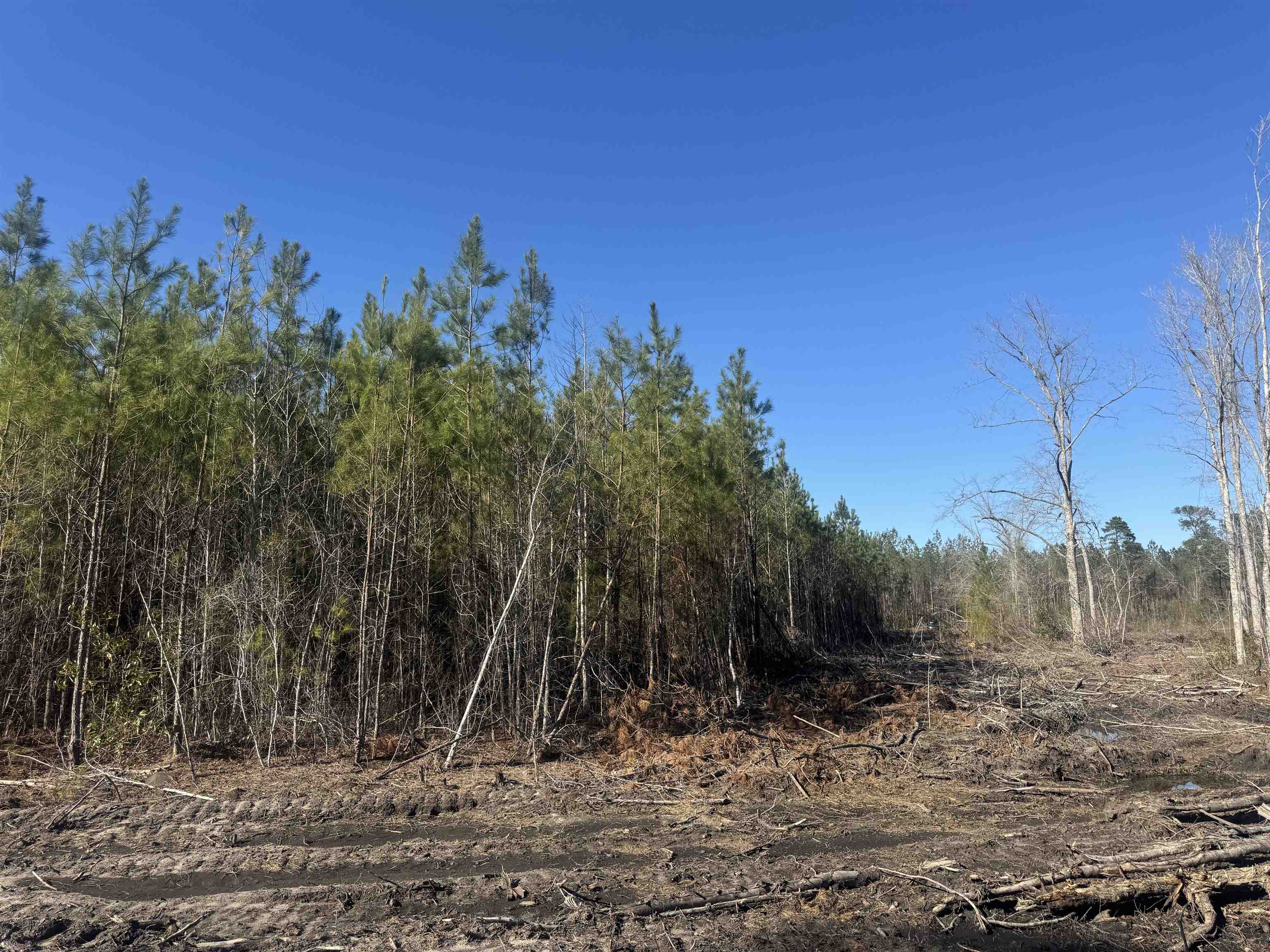 8862 Ware Drive Nichols, SC 29581 - Photo 7 of 9