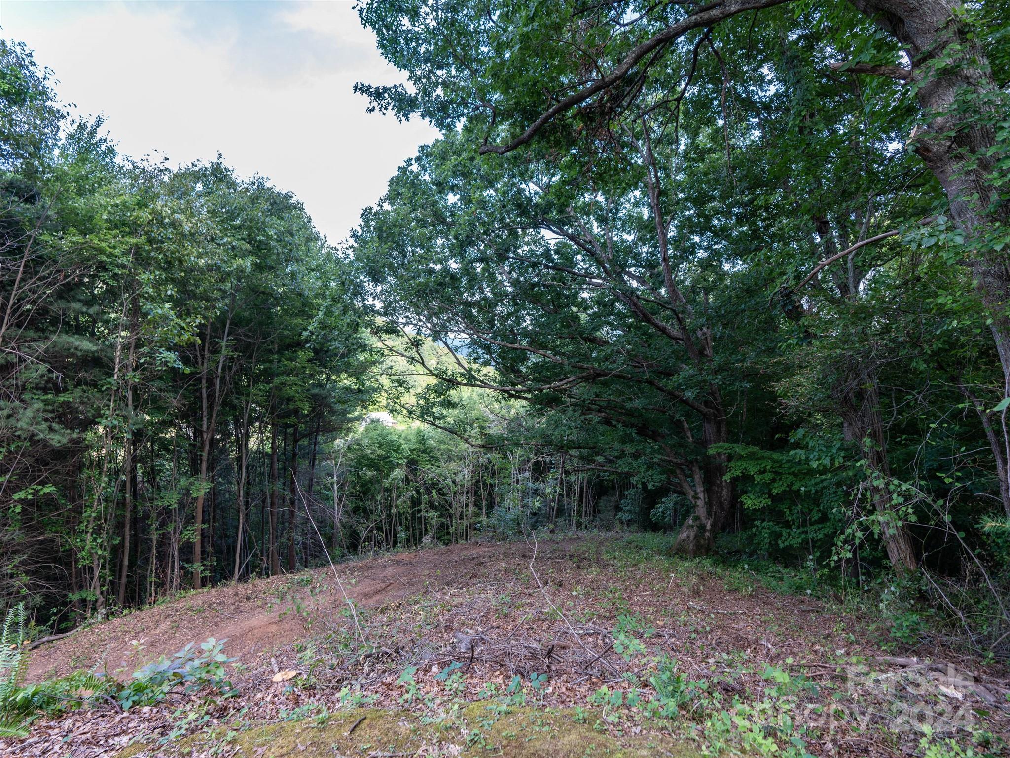 Tbd Rimesdale Way Waynesville, NC 28785 - Photo 4 of 24 a view of a forest with trees in the background