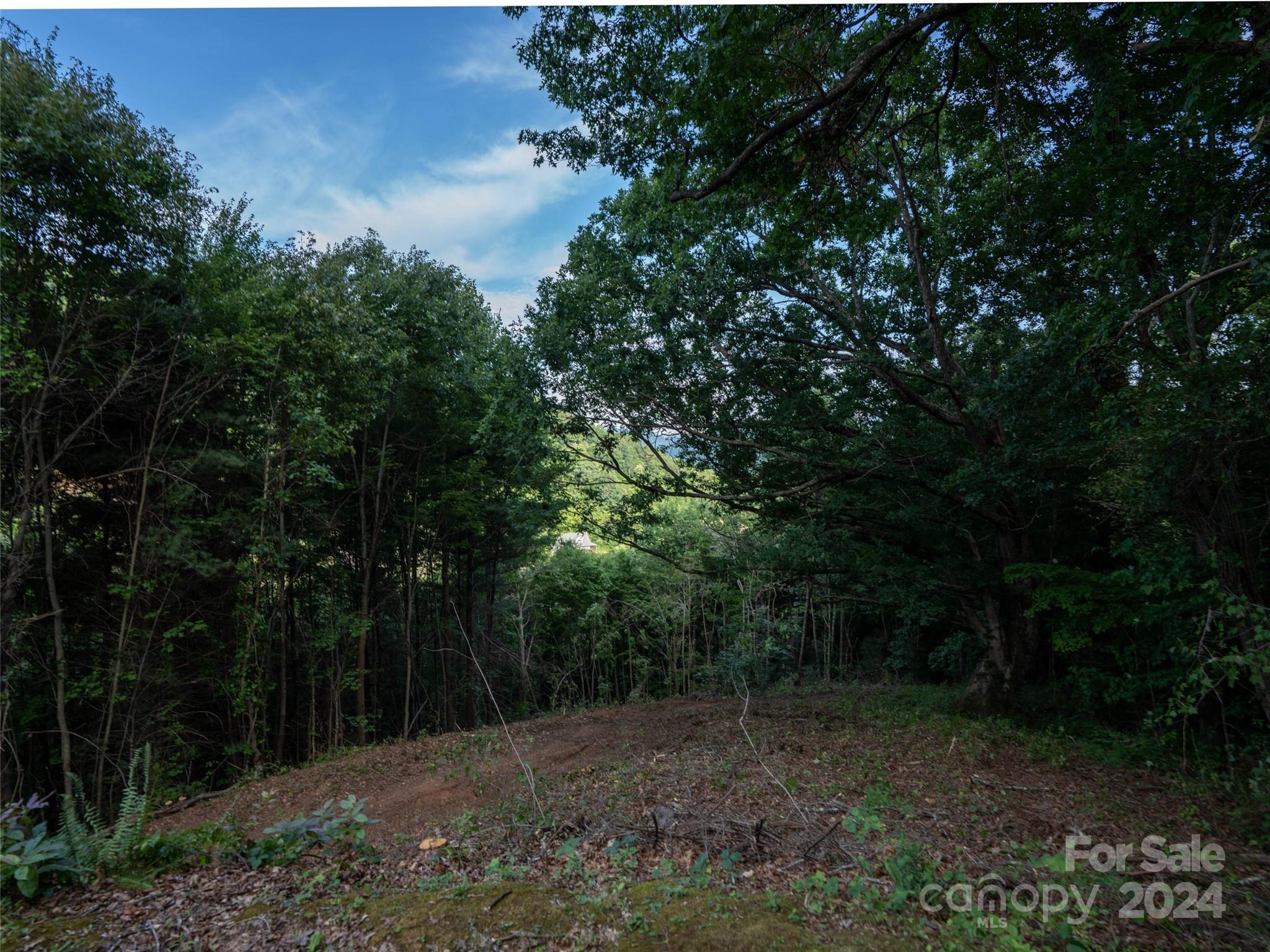 Tbd Rimesdale Way Waynesville, NC 28785 - Photo 8 of 24 a view of a forest with trees in the background