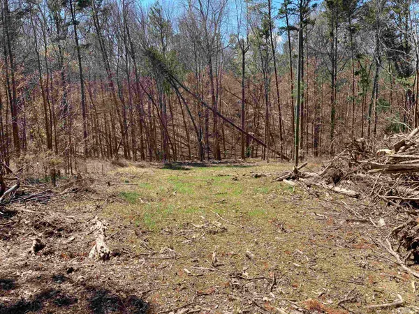 a view of a yard with trees