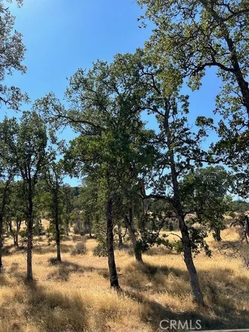 a street view with large trees