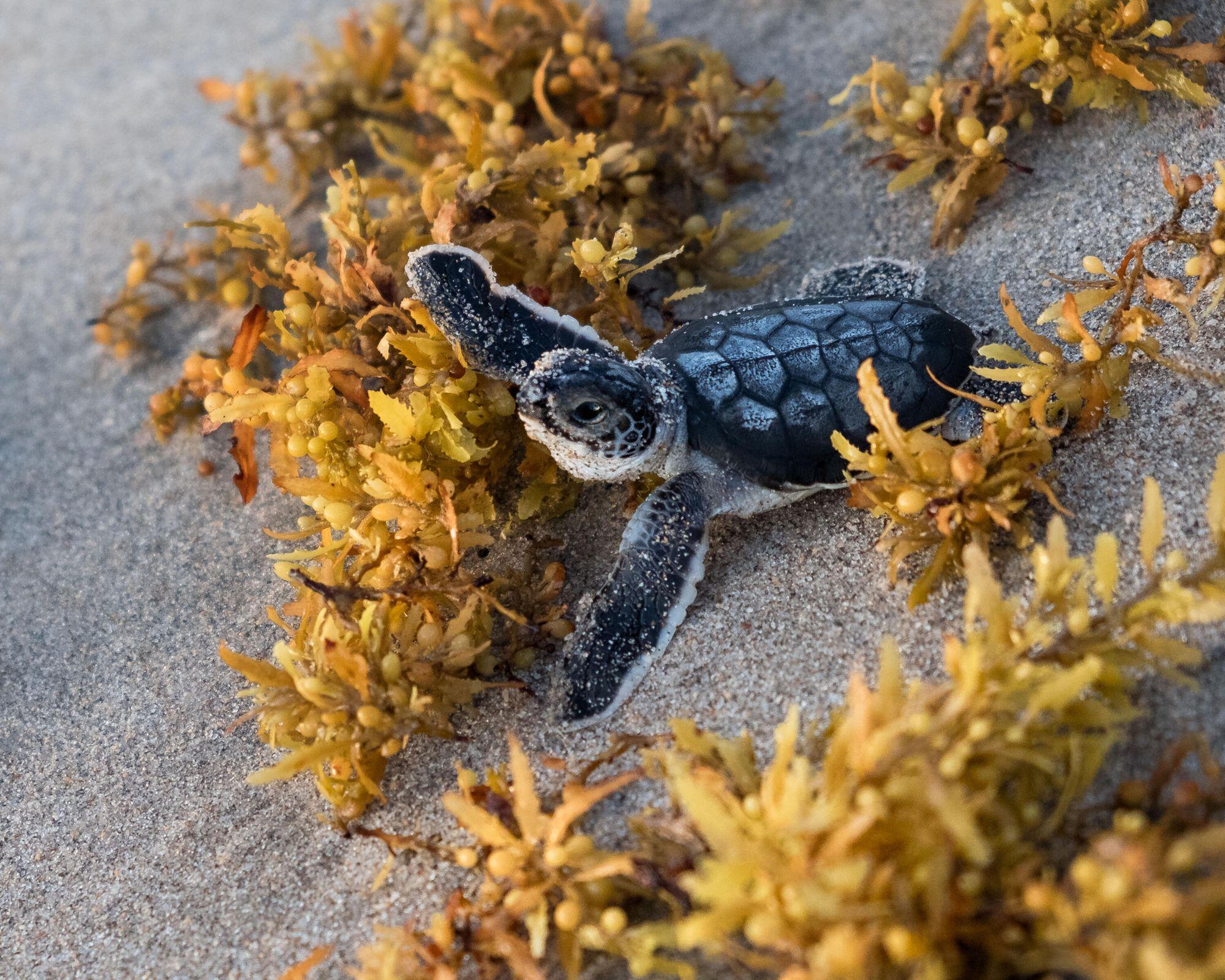 3028 Windward Way Jupiter, FL 33477 - Photo 46 of 48 baby-Sea-Turtle-Juno-Pier