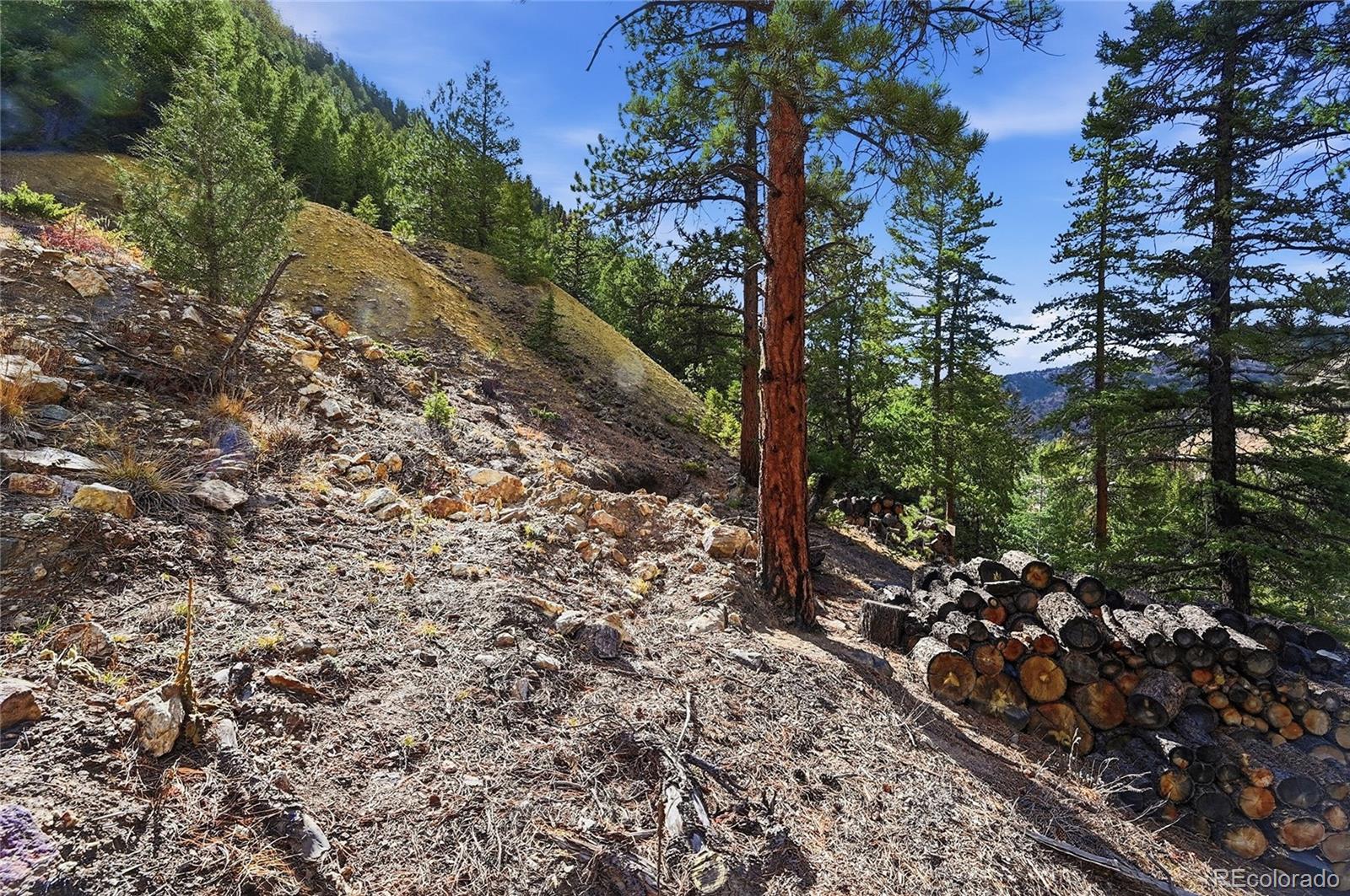 2238 Stanley Road Dumont, CO 80436 - Photo 4 of 20 a view of a forest with trees