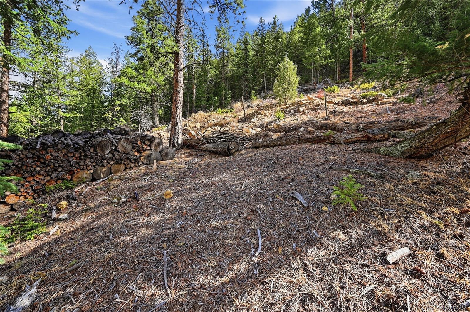 2238 Stanley Road Dumont, CO 80436 - Photo 5 of 20 a view of a yard with plants and trees