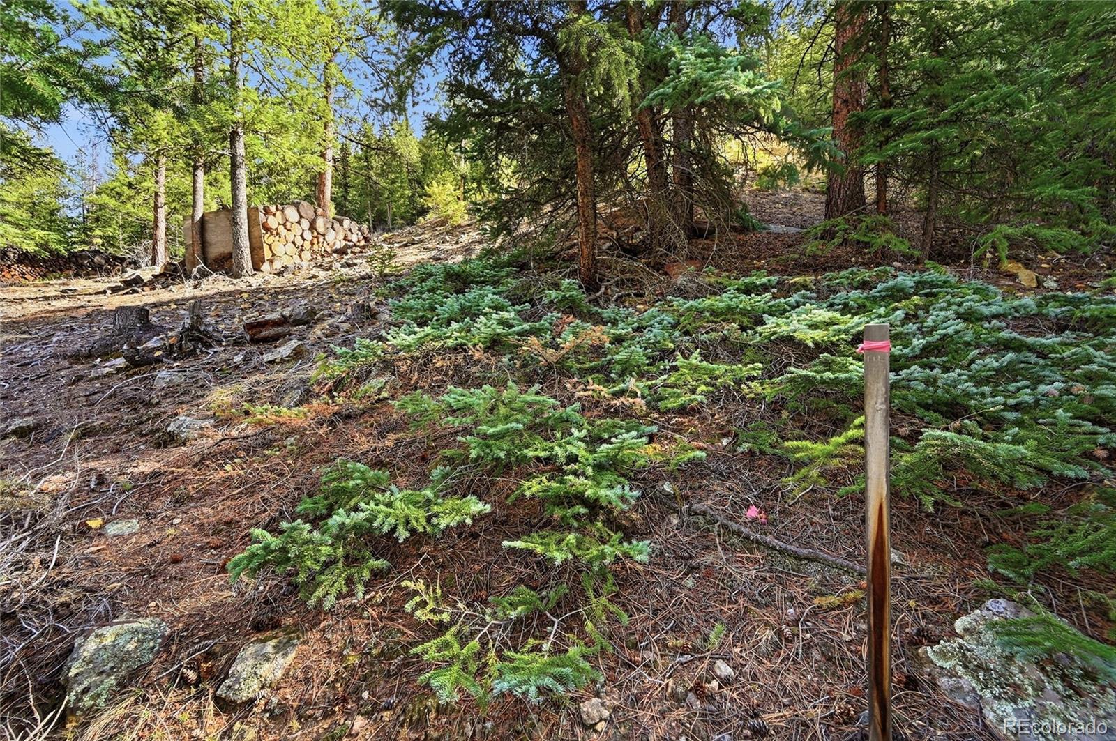 2238 Stanley Road Dumont, CO 80436 - Photo 6 of 20 a view of a forest that has large trees