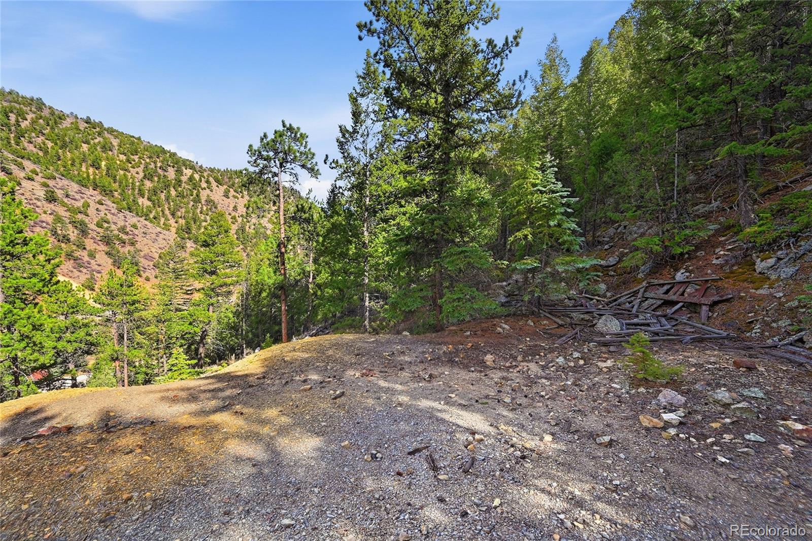 2238 Stanley Road Dumont, CO 80436 - Photo 9 of 20 a view of a yard with plants and a tree