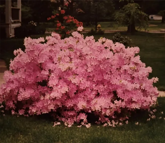 $185,000 | 517 Euclid Avenue, Elmira, NY 14905