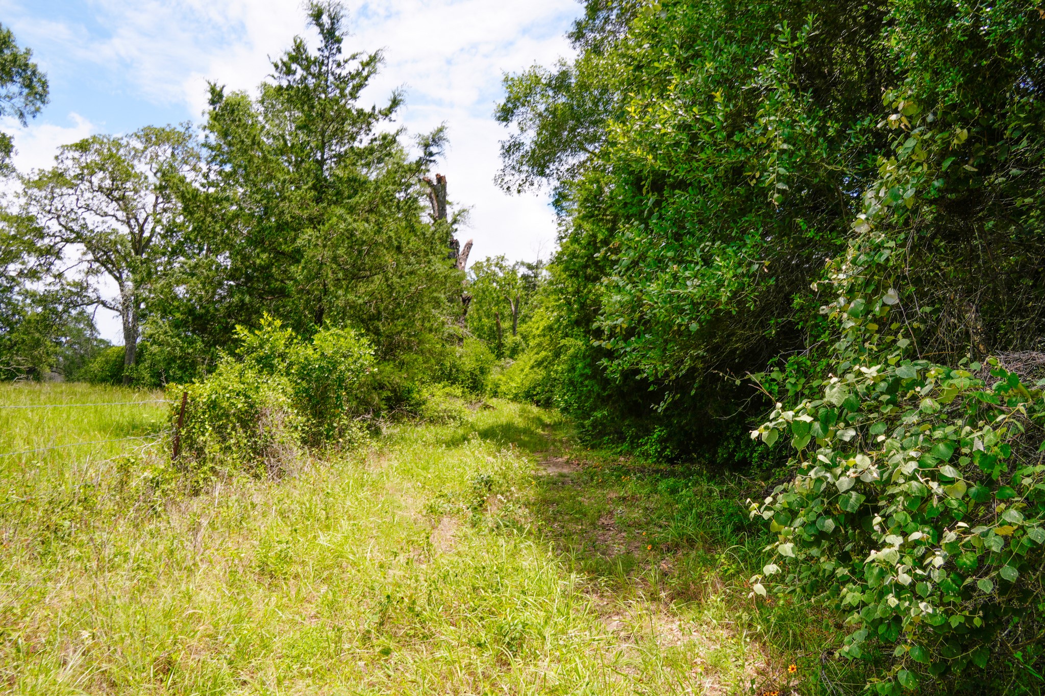 3233 Farm To Market 3233 Road La Grange, TX 78945 - Photo 7 of 18 View of undeveloped land