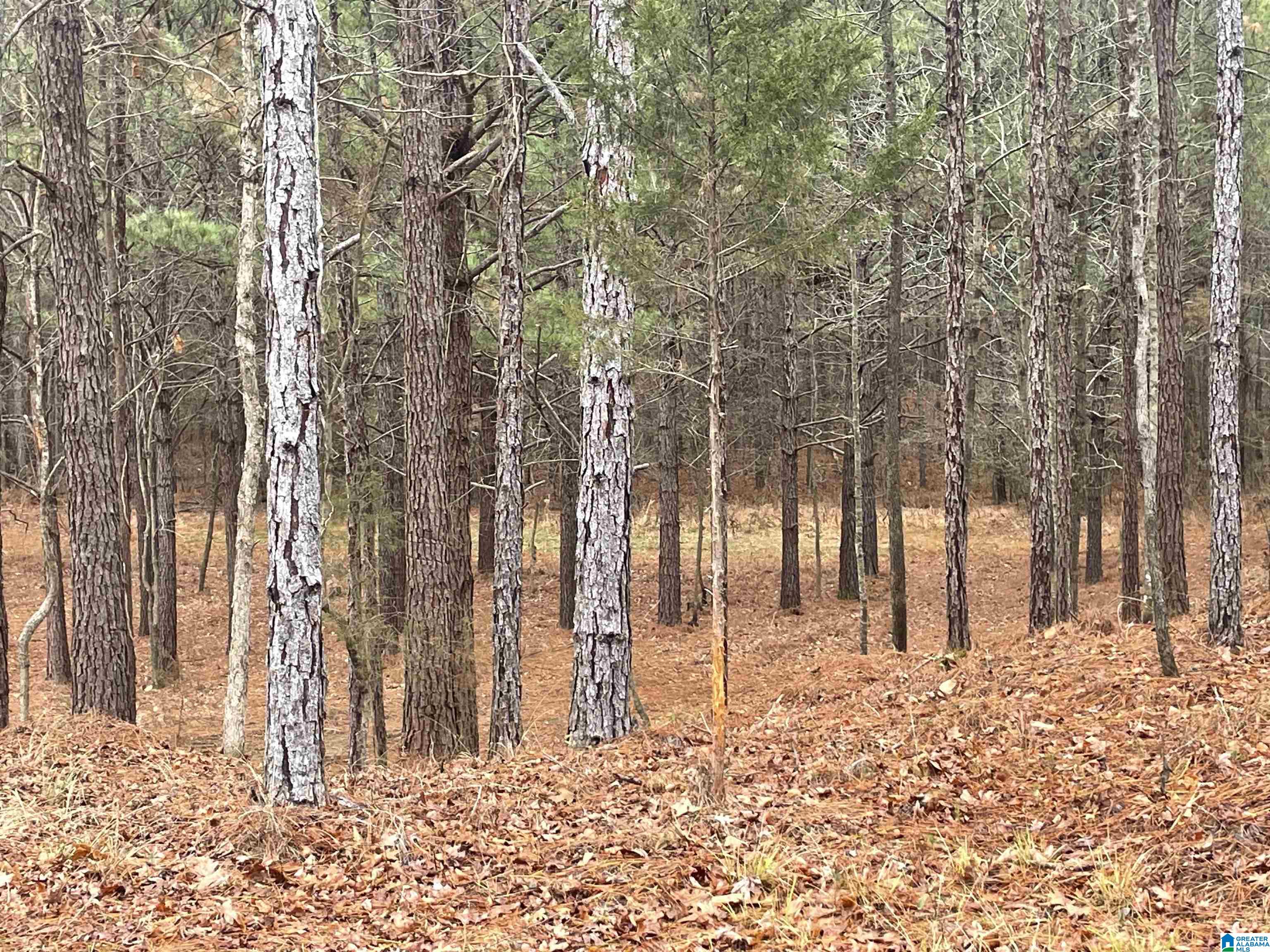 1 Chelsea Road, Unit 3 Columbiana, AL 35051 - Photo 22 of 22