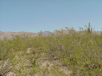 2 North Drake Place Tucson, AZ 85749 - Photo 5 of 6