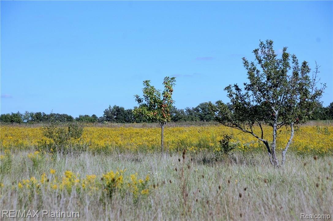 9208 North Nicholson Road Fowlerville, MI 48836 - Photo 22 of 24 Fruit Trees and vast land