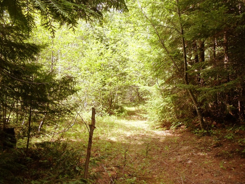Nna Nna B Sandpoint, ID 83864 - Photo 1 of 1 Walk in woods