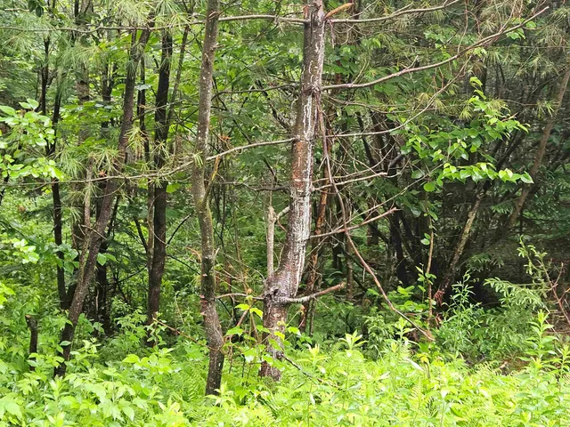 $129,900 | Lot 15 Hadley Road, Sugar Hill, NH 03586