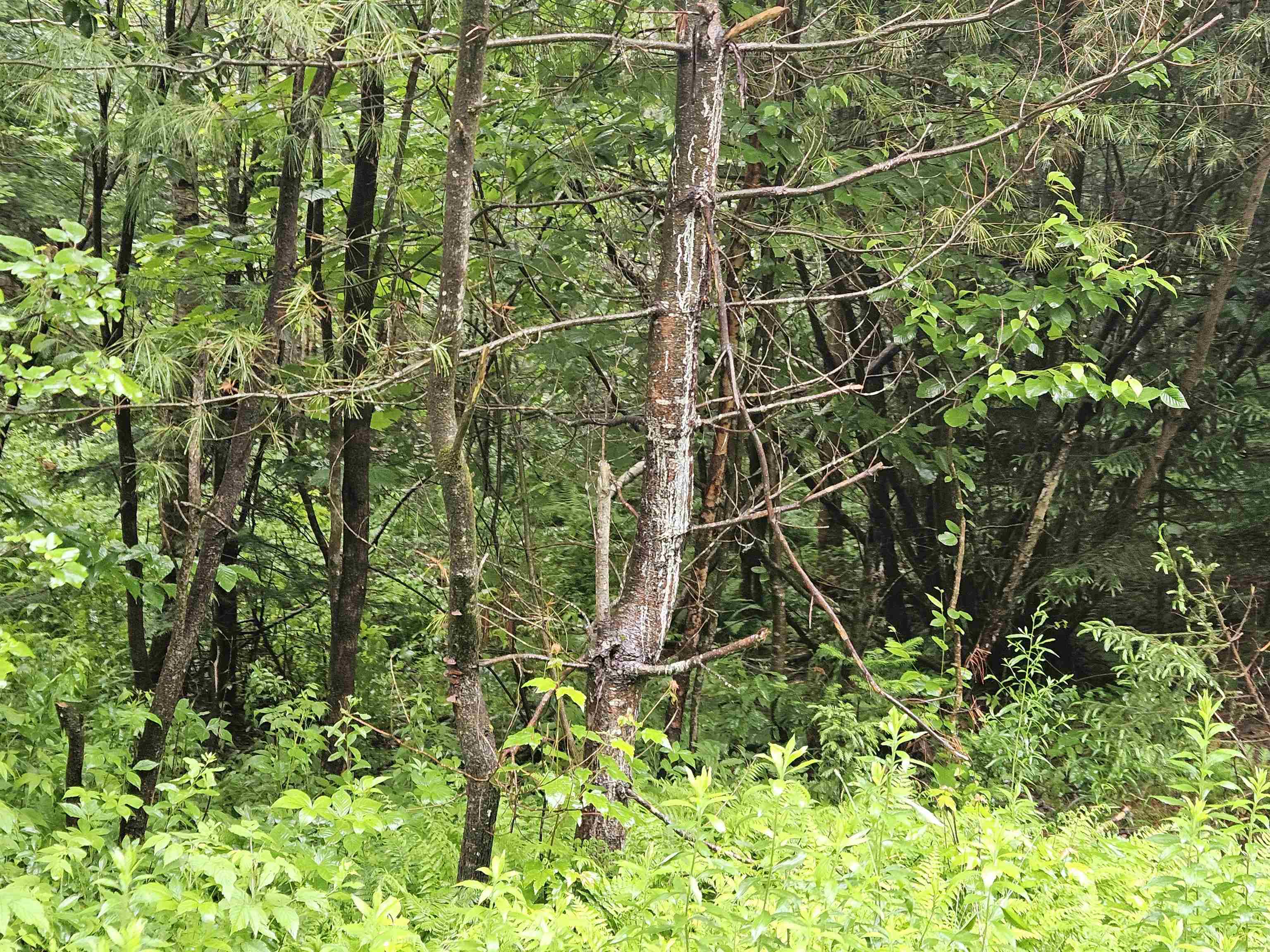 Lot 15 Hadley Road Sugar Hill, NH 03586 - Photo 11 of 22