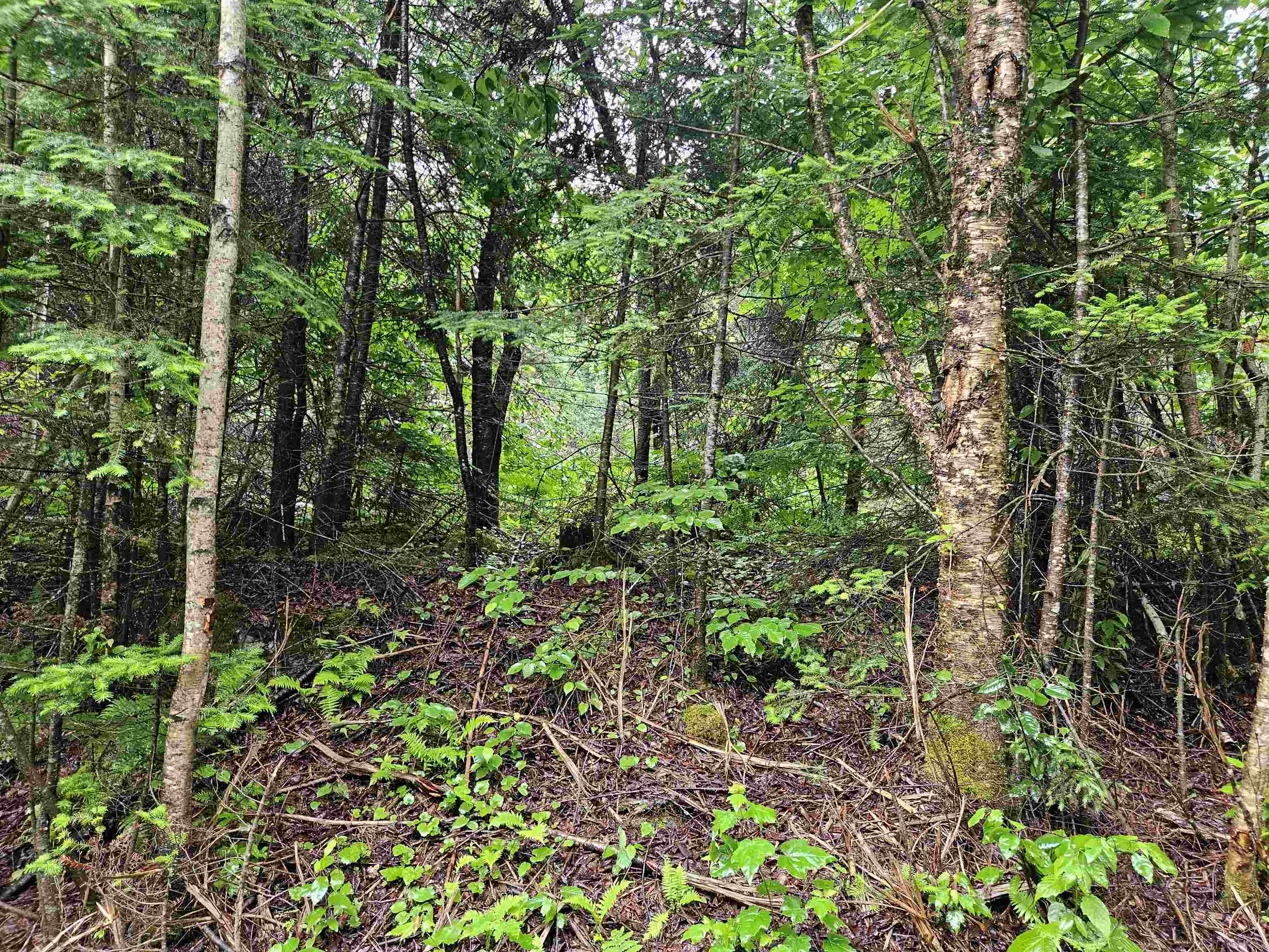 Lot 15 Hadley Road Sugar Hill, NH 03586 - Photo 11 of 29