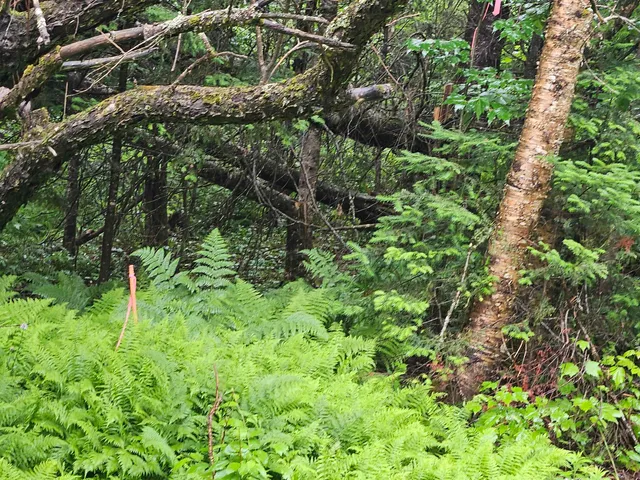 $129,900 | Lot 15 Hadley Road, Sugar Hill, NH 03586