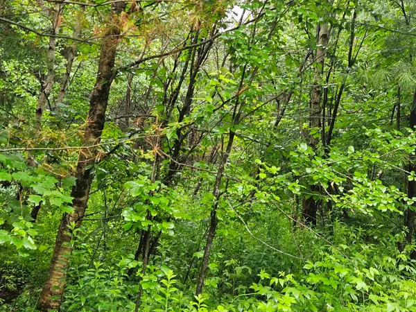 $129,900 | Lot 15 Hadley Road, Sugar Hill, NH 03586