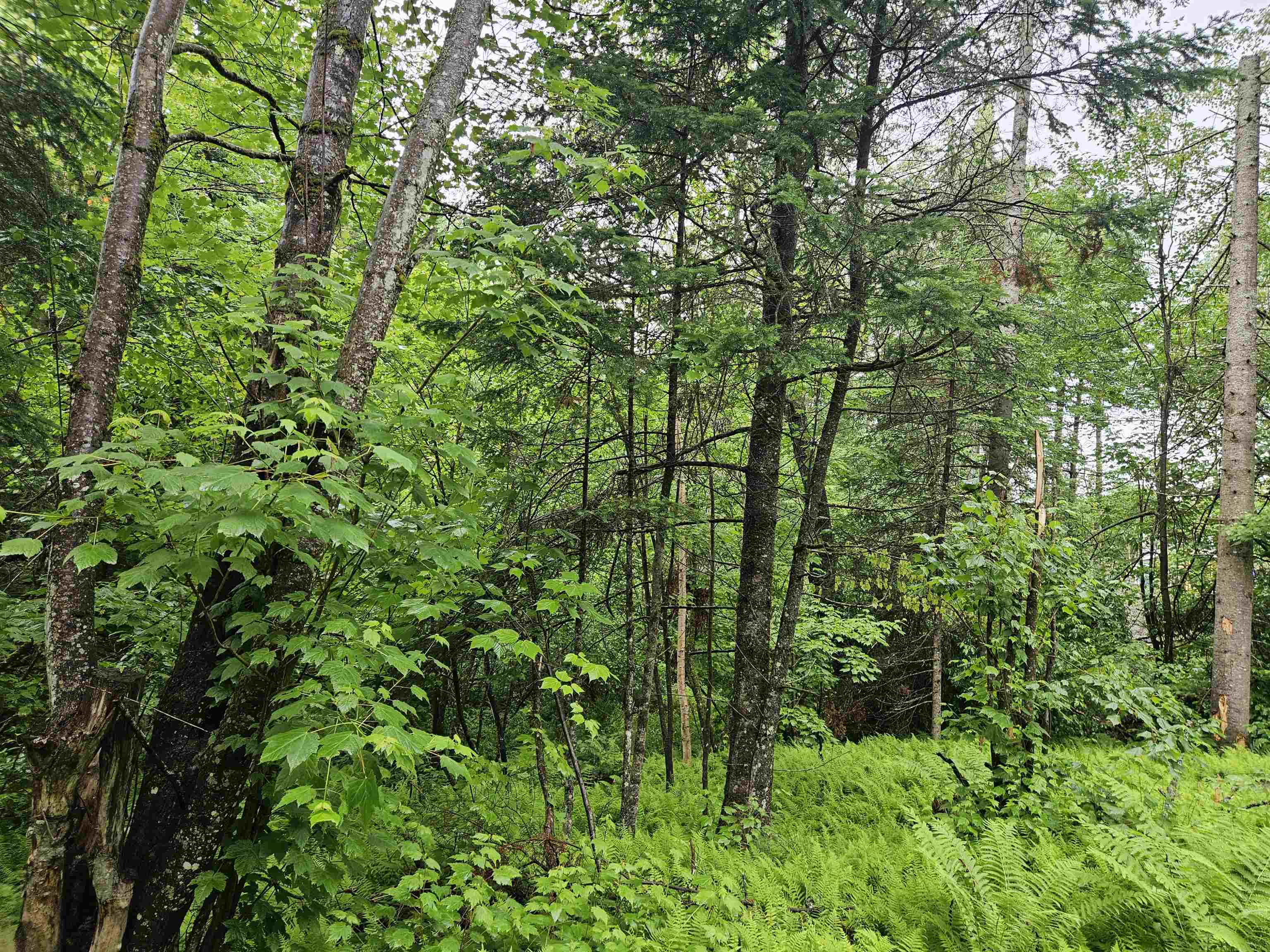 Lot 15 Hadley Road Sugar Hill, NH 03586 - Photo 15 of 29