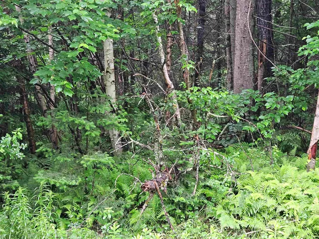 $129,900 | Lot 15 Hadley Road, Sugar Hill, NH 03586