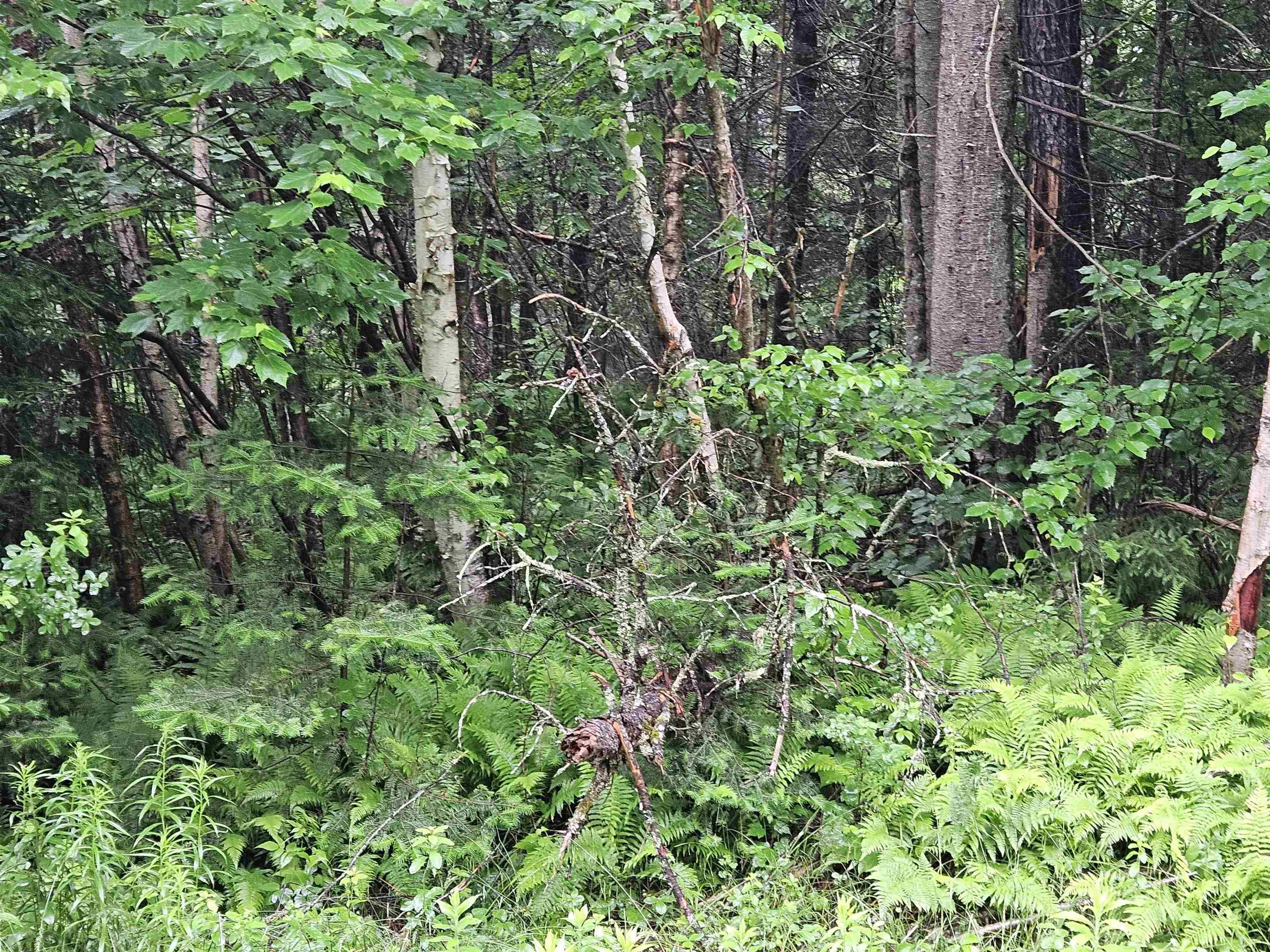 Lot 15 Hadley Road Sugar Hill, NH 03586 - Photo 16 of 22