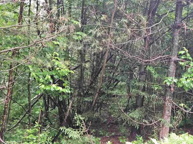 $129,900 | Lot 15 Hadley Road, Sugar Hill, NH 03586