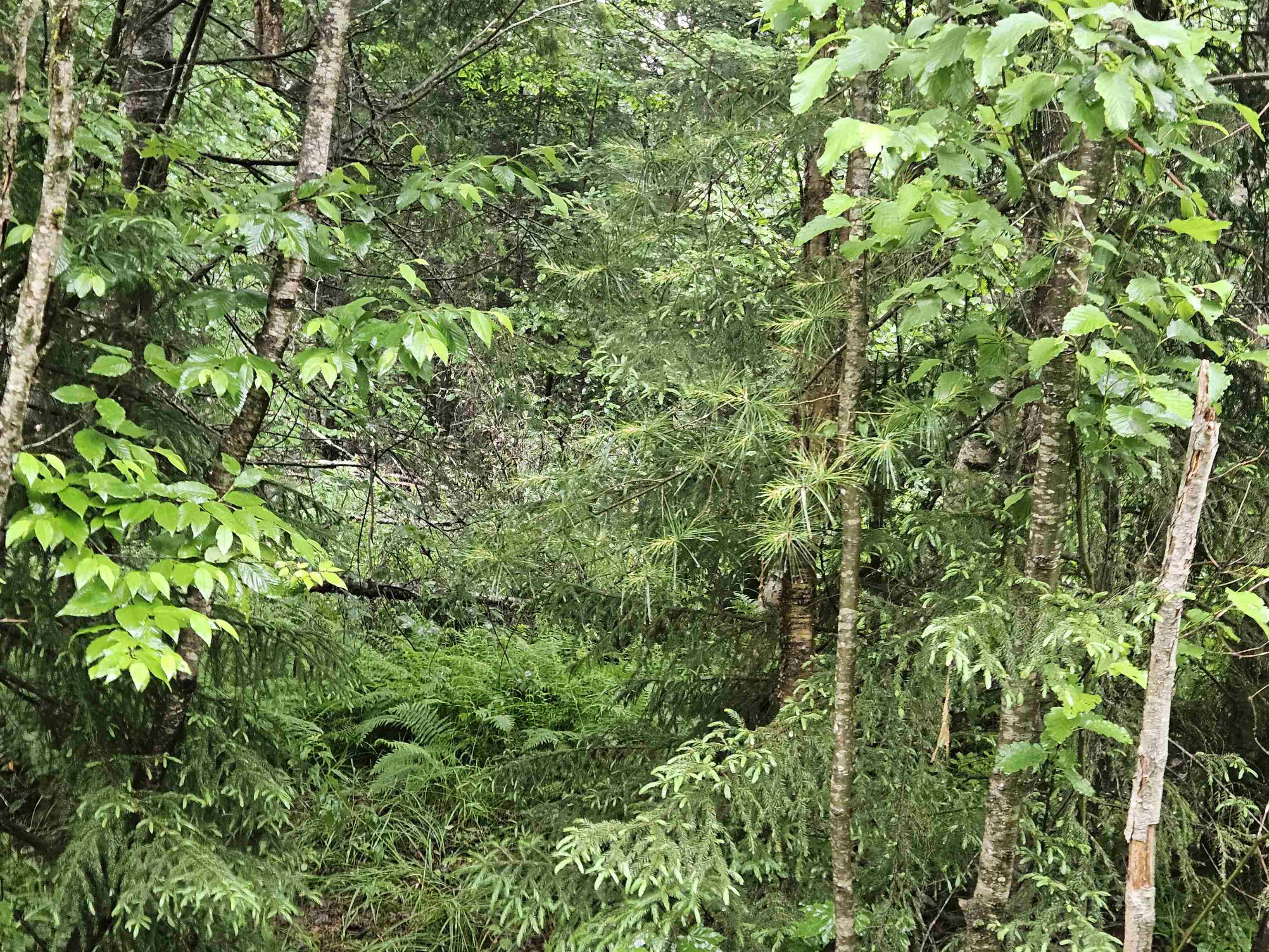 Lot 15 Hadley Road Sugar Hill, NH 03586 - Photo 17 of 29