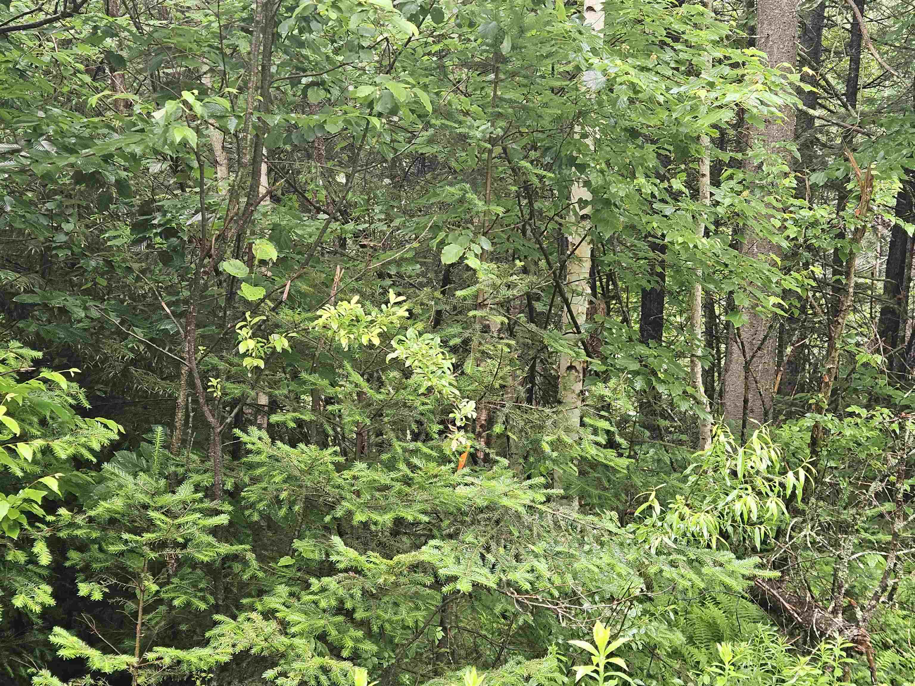 Lot 15 Hadley Road Sugar Hill, NH 03586 - Photo 18 of 22