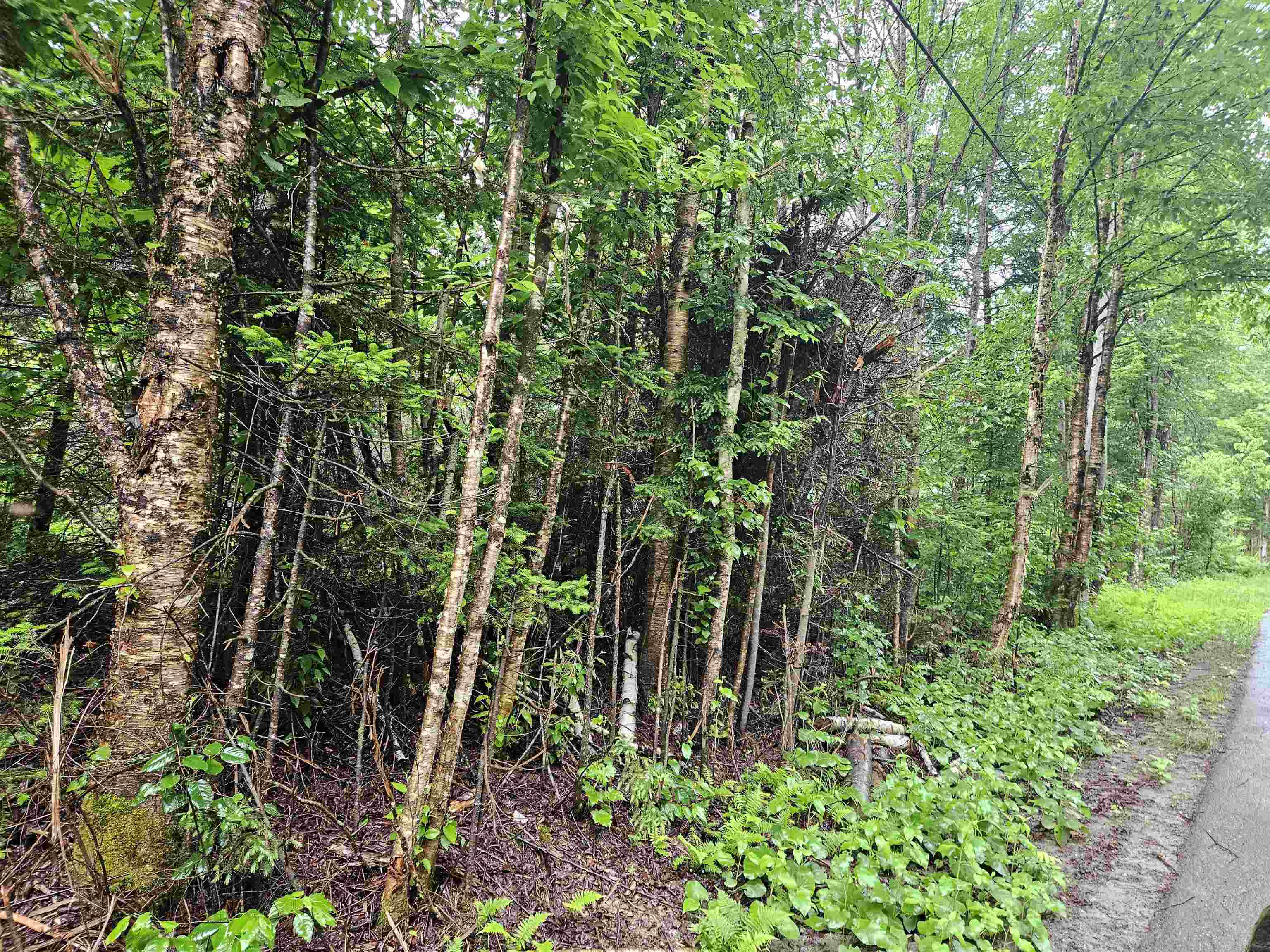 Lot 15 Hadley Road Sugar Hill, NH 03586 - Photo 20 of 29