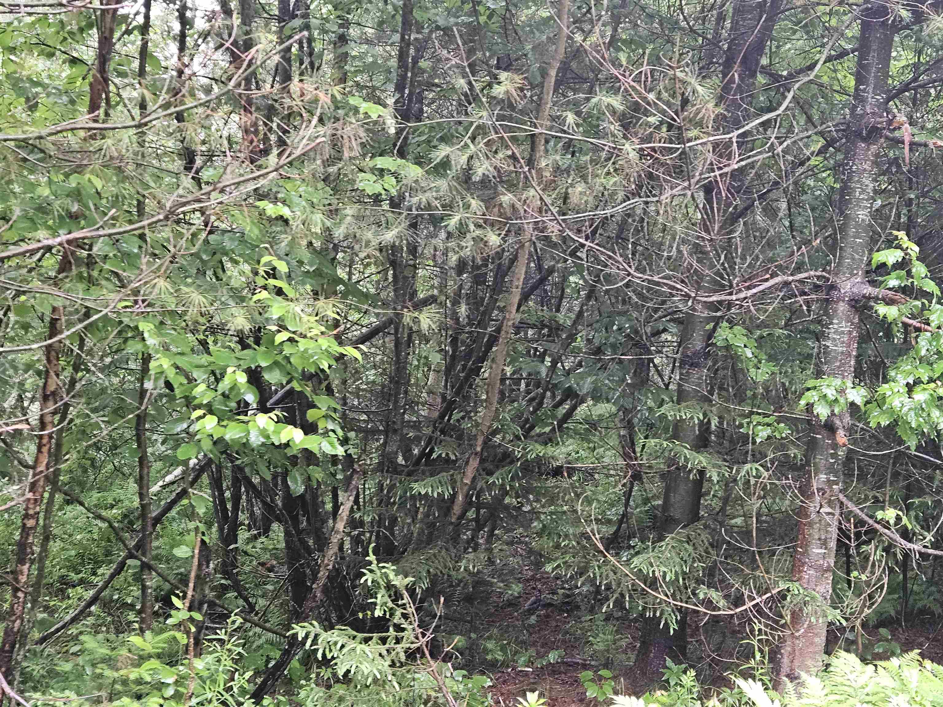 Lot 15 Hadley Road Sugar Hill, NH 03586 - Photo 24 of 29