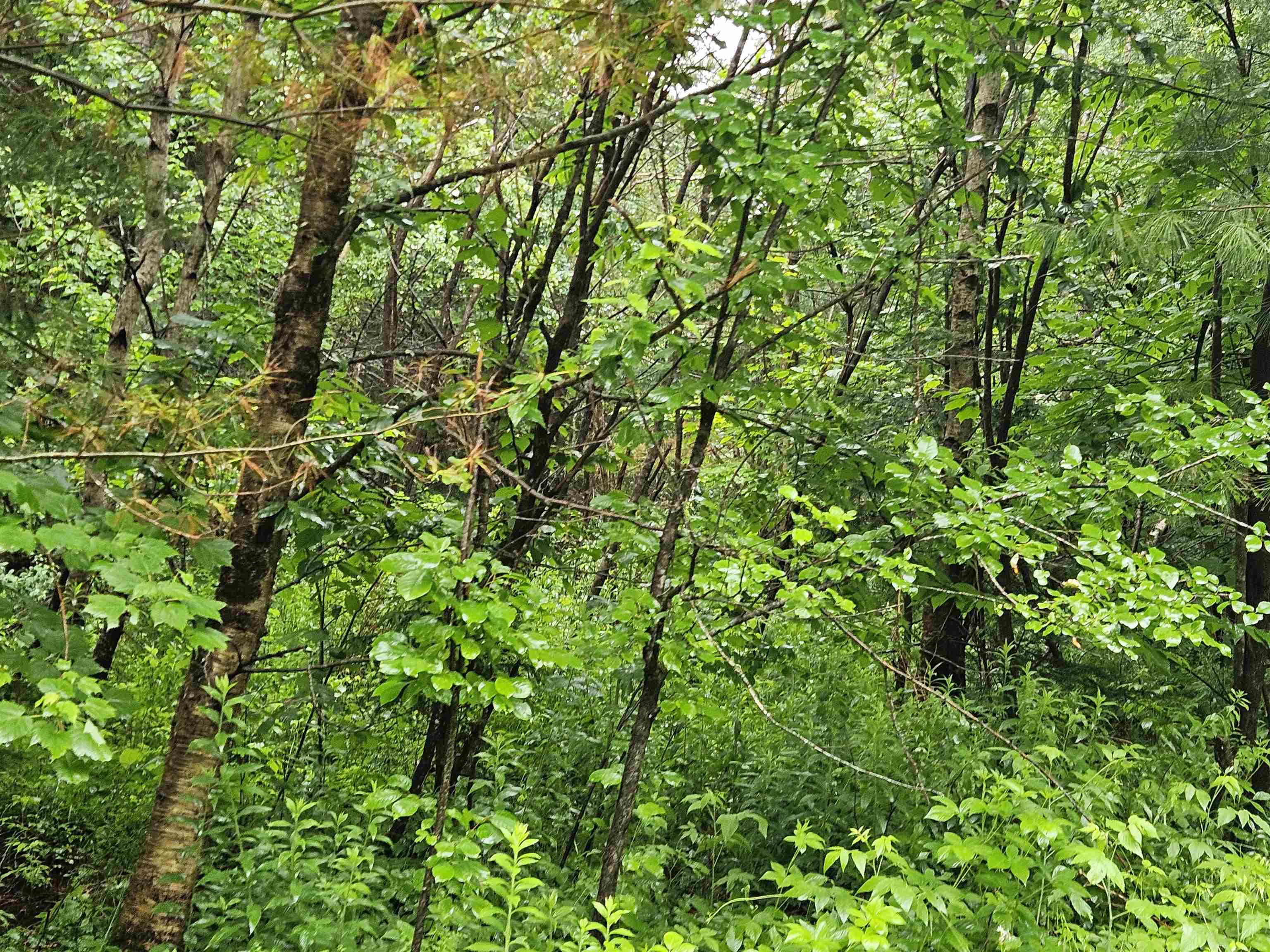Lot 15 Hadley Road Sugar Hill, NH 03586 - Photo 3 of 29