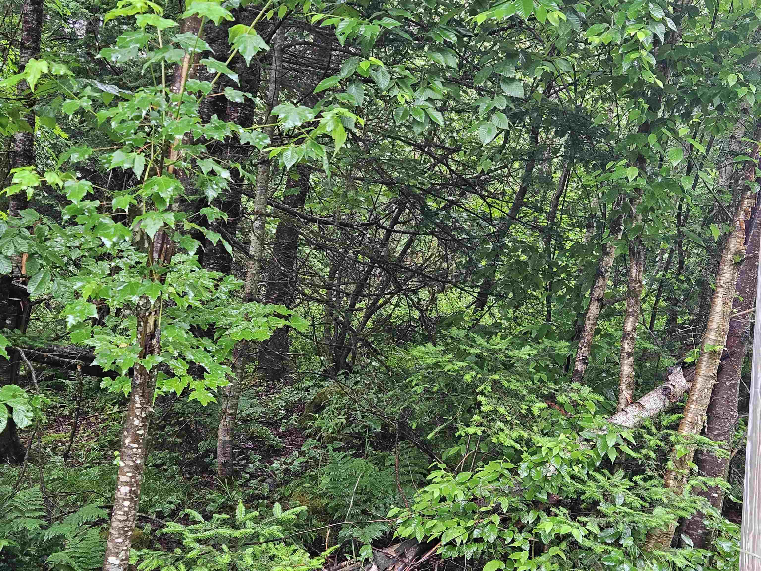 Lot 15 Hadley Road Sugar Hill, NH 03586 - Photo 5 of 29
