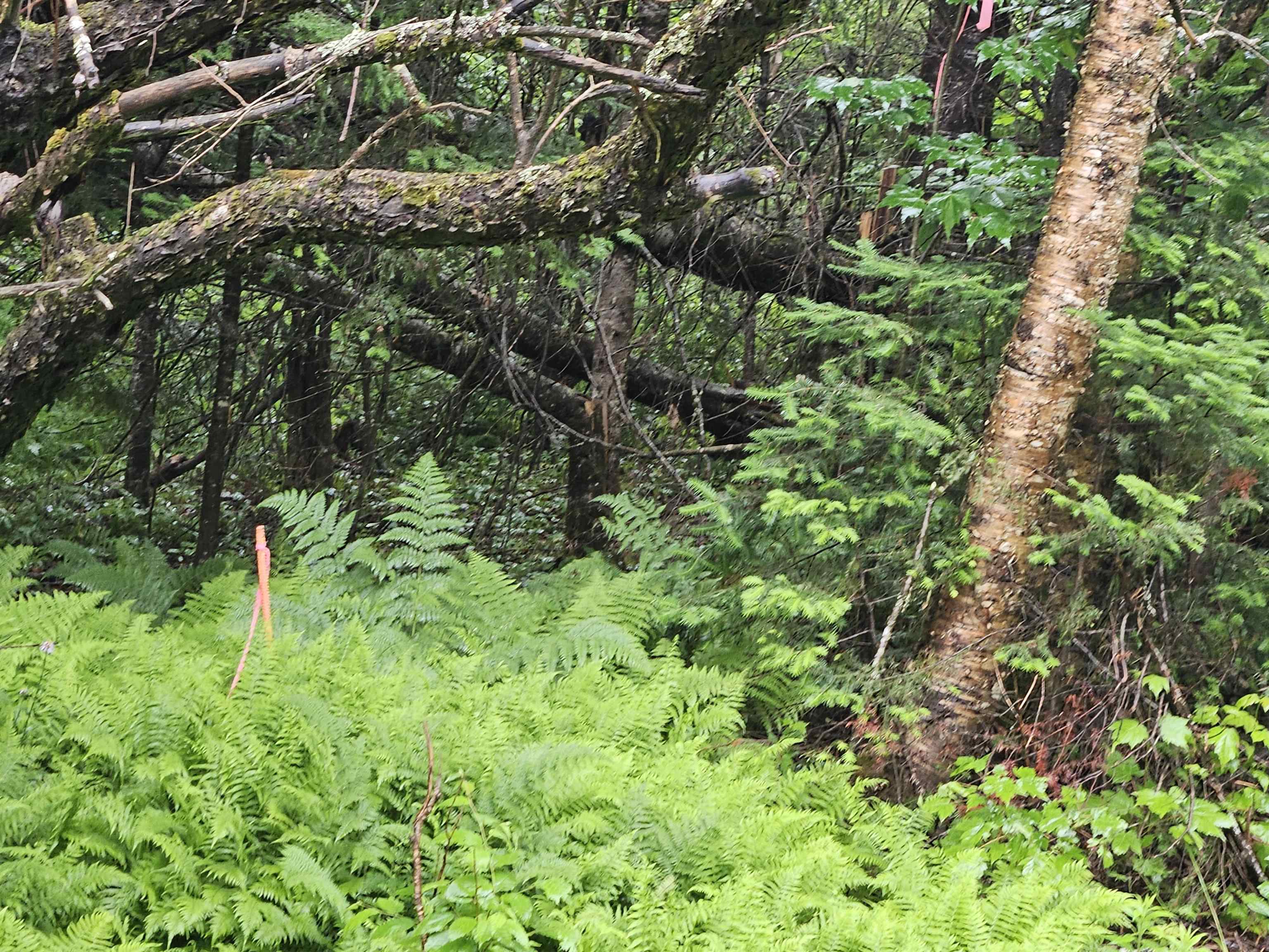 Lot 15 Hadley Road Sugar Hill, NH 03586 - Photo 6 of 22