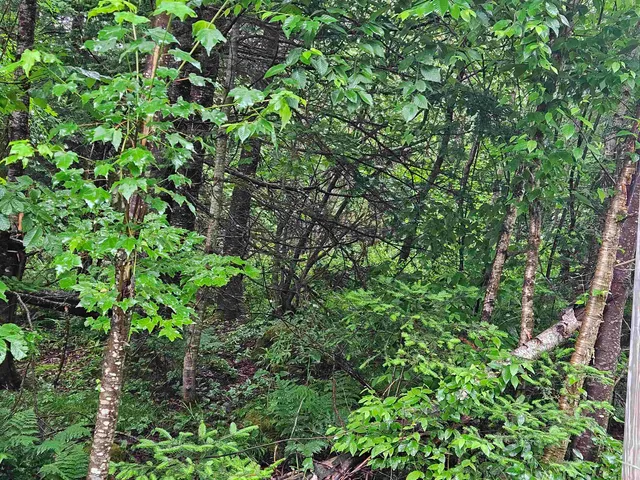 $129,900 | Lot 15 Hadley Road, Sugar Hill, NH 03586