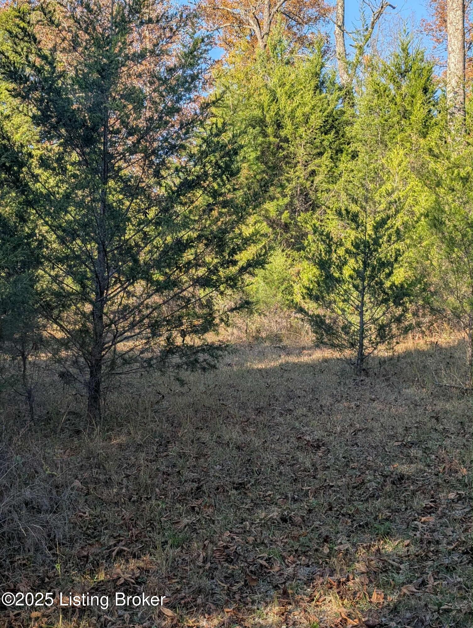 600 Harper Valley Road Cave City, KY 42127 - Photo 45 of 57 harper valley land3