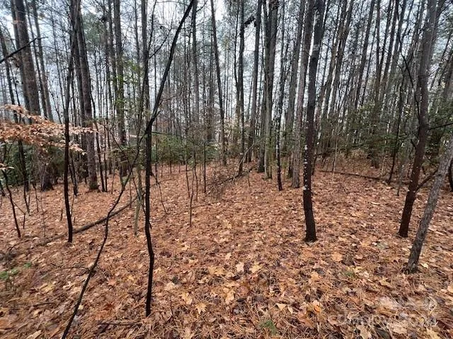 a view of a forest with trees