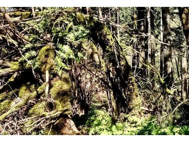 a view of outdoor space and garden