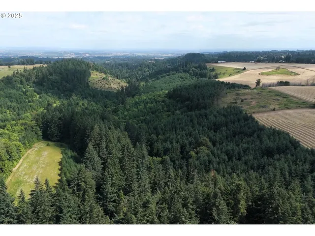 a open area with trees in the background