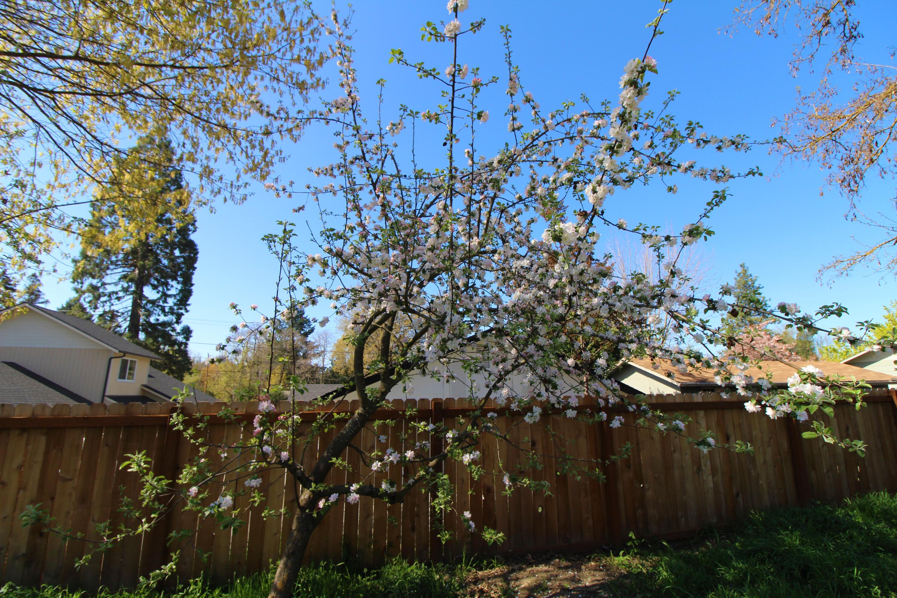 511 Southeast Riverside Avenue Grants Pass, OR 97526 - Photo 19 of 19 Apple tree