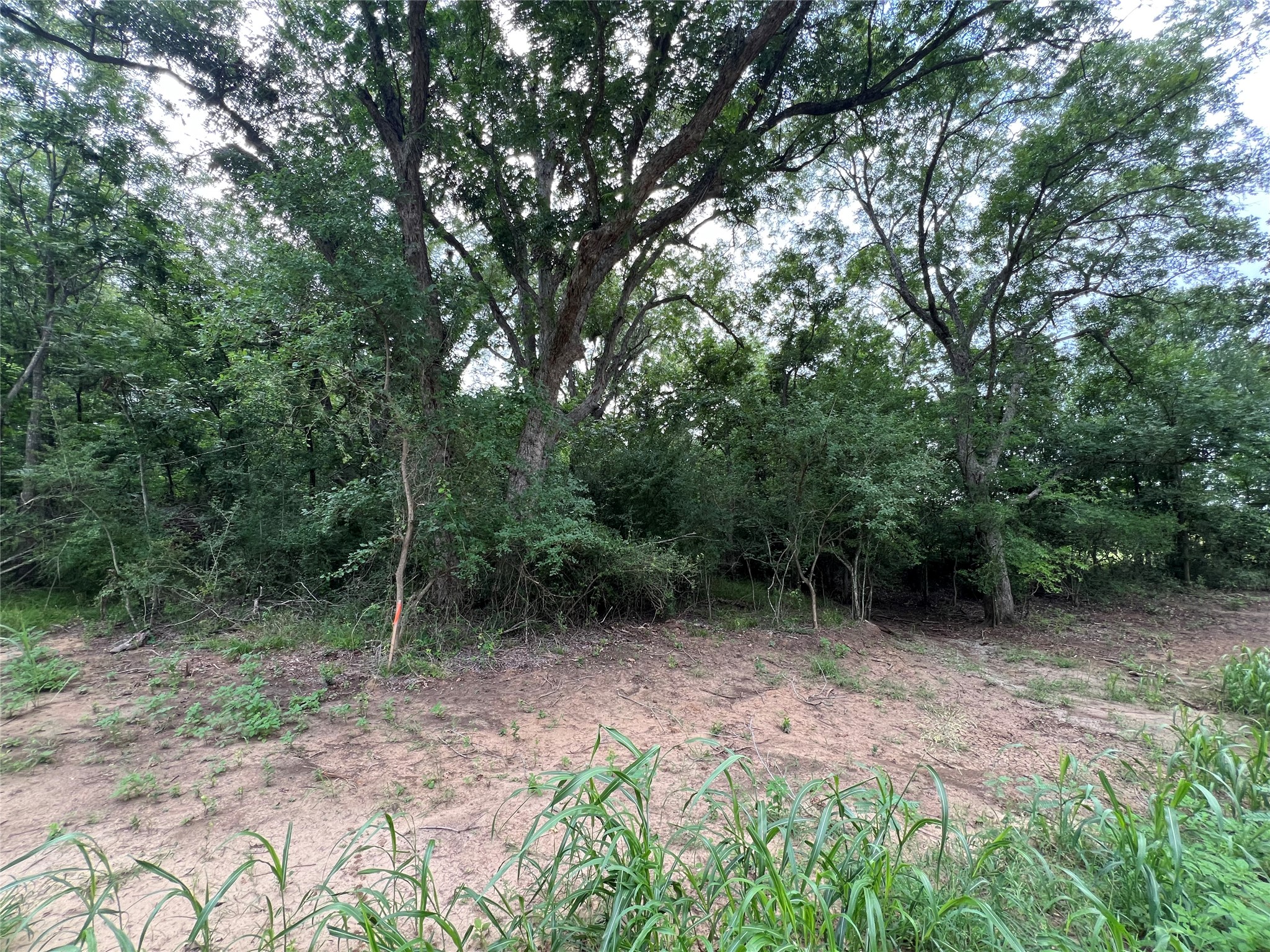 3000 Tract 2 Elgin, TX 78621 - Photo 7 of 17 Natural foliage and trees found on land