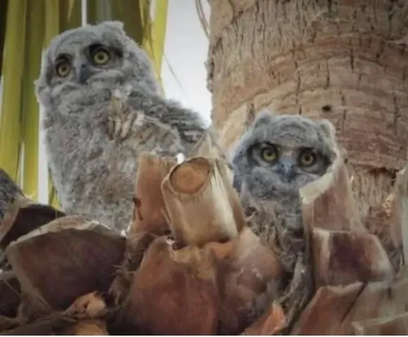 $29,950 | 74711 Dillon Road, Desert Hot Springs, CA 92241