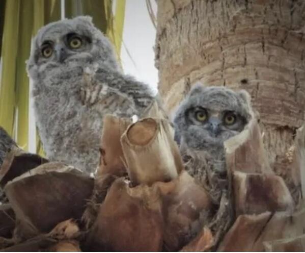 74711 Dillon Road Desert Hot Springs, CA 92241 - Photo 34 of 38 IMG_2594