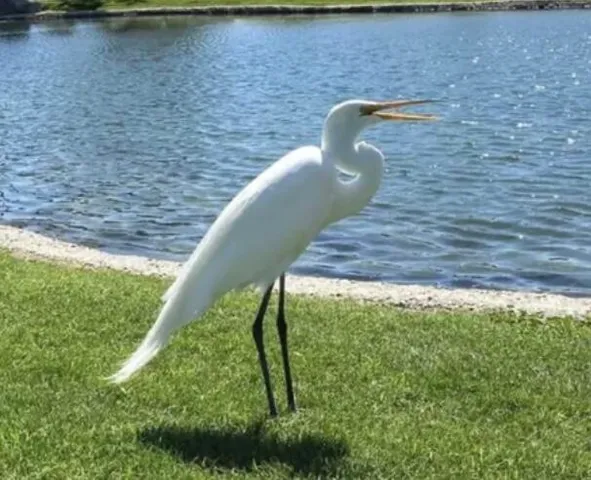 $29,950 | 74711 Dillon Road, Desert Hot Springs, CA 92241