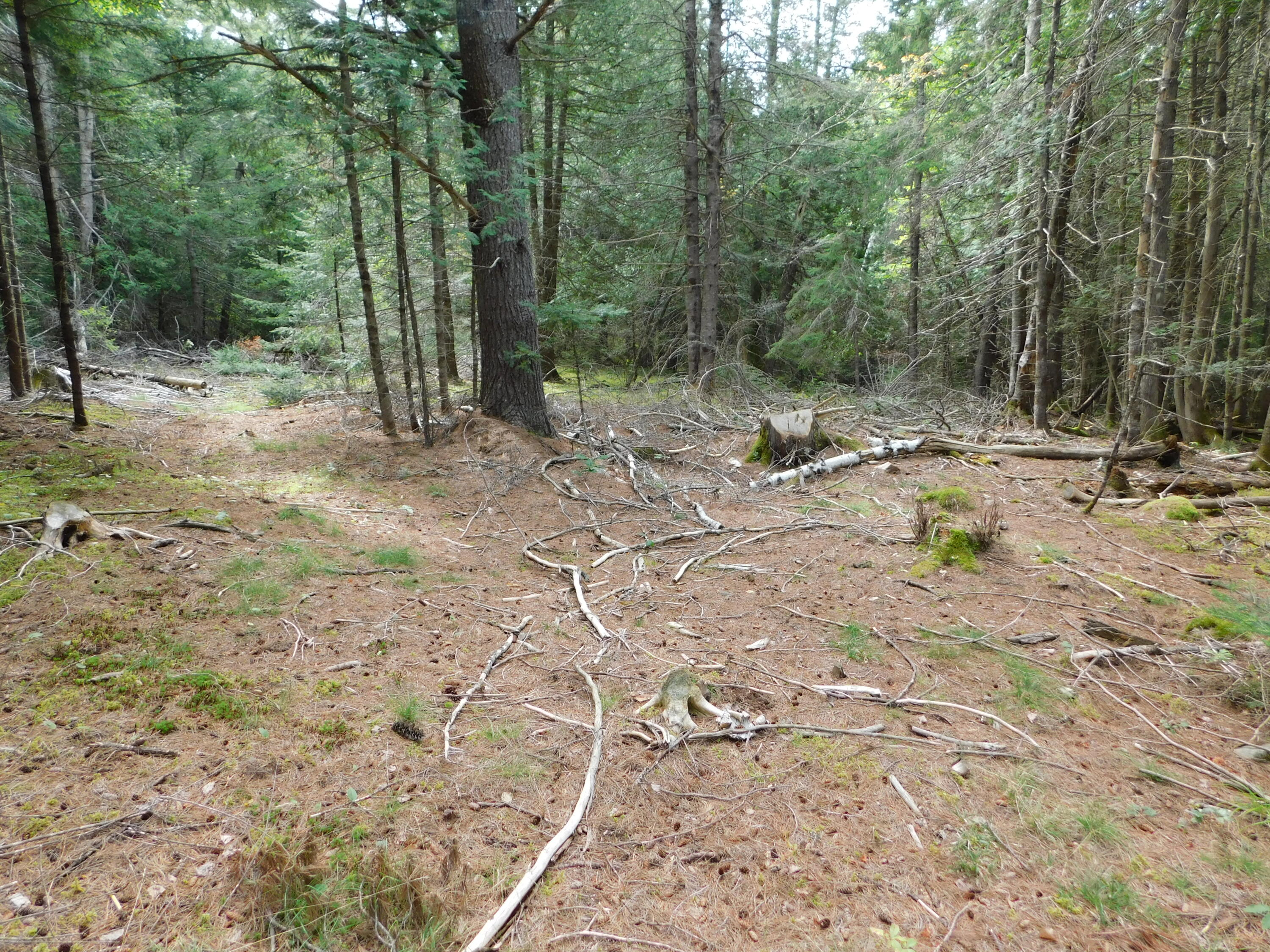 Xx Xx Harrison Road Dennysville, ME 04628 - Photo 1 of 23 DSCN0181