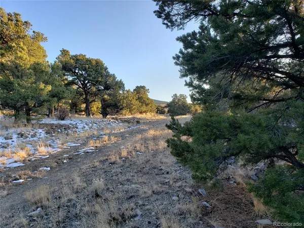 a view of dirt yard with a large tree