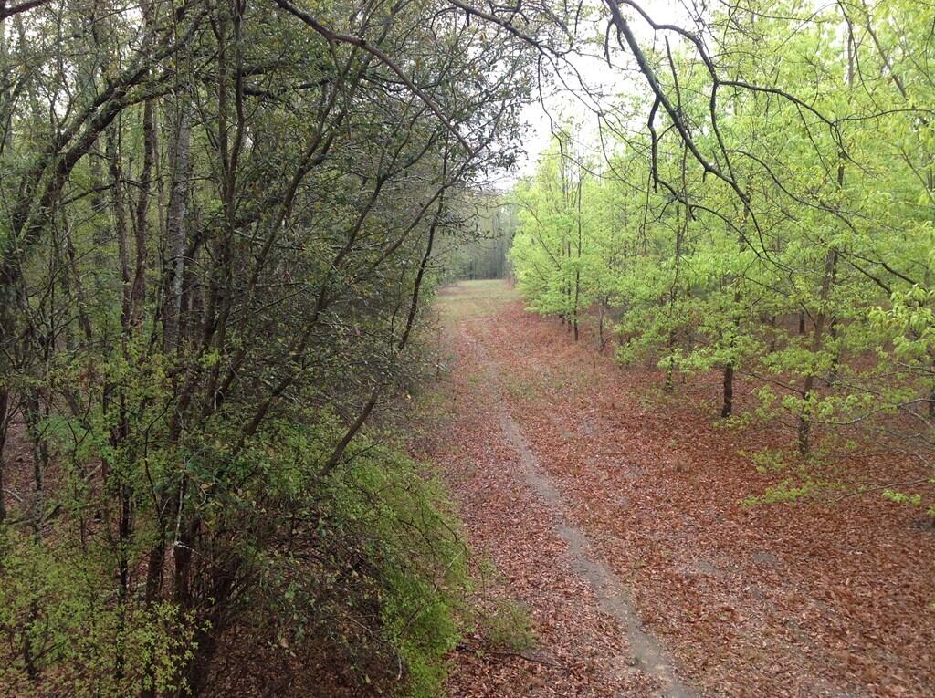 Ernest-johnson Ernest Johnson Road Wagener, SC 29164 - Photo 3 of 6
