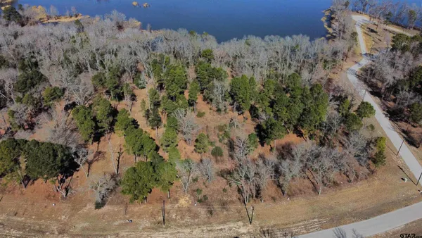 a view of a forest with a forest