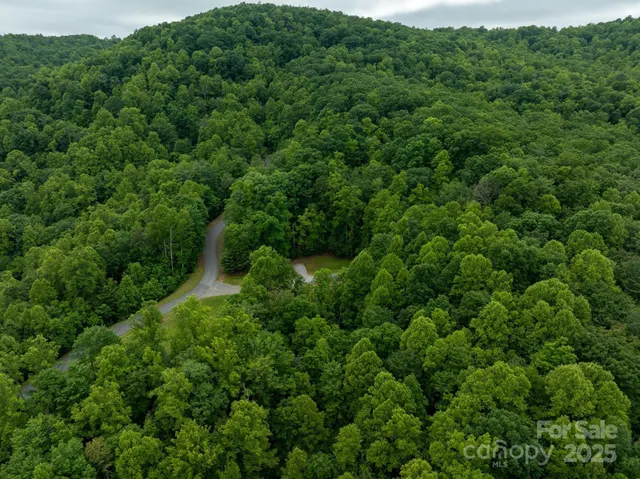 a view of a forest with a street